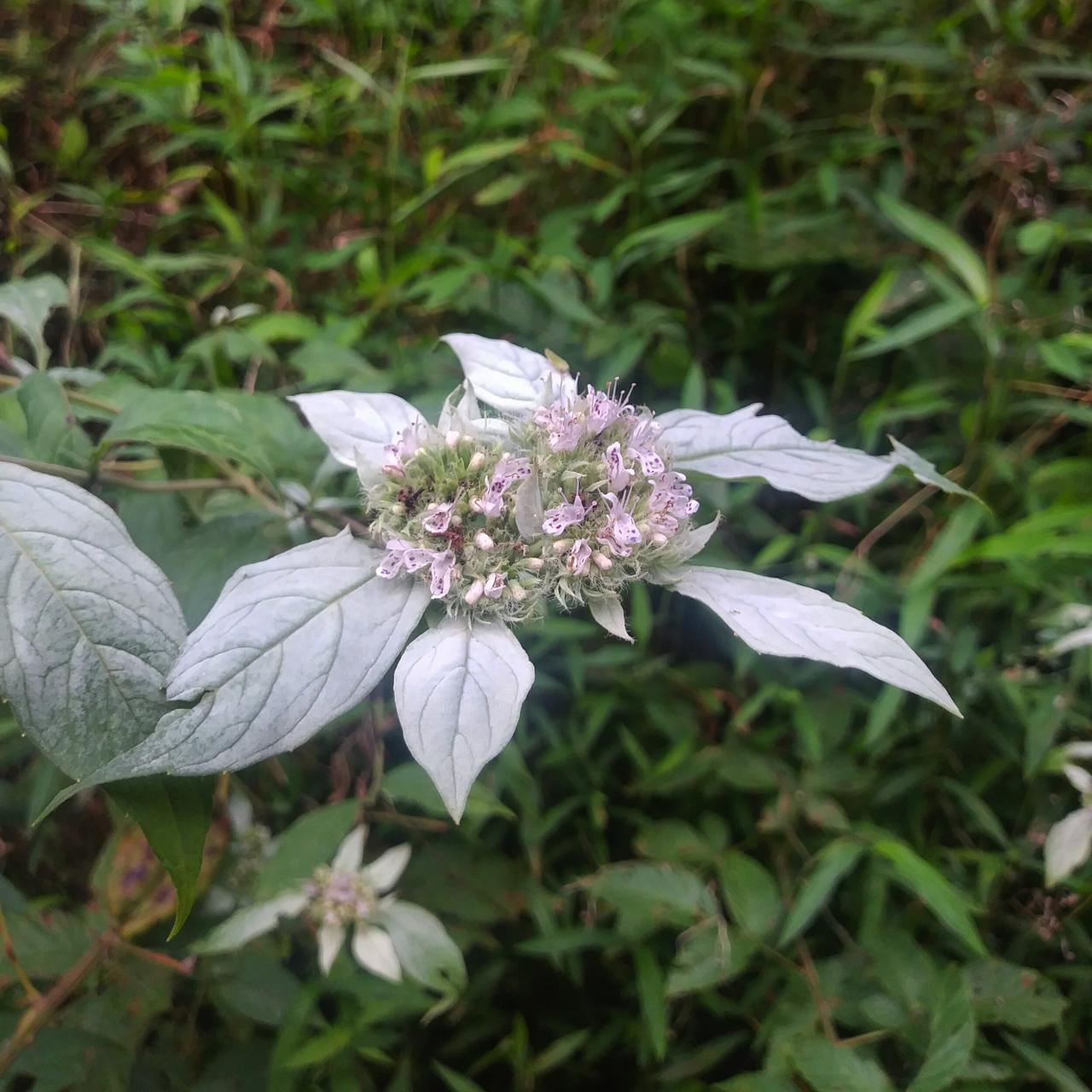 Kopaonik mountain herbs medicinal