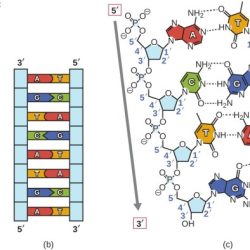 Replication transcription translation molecule stranded pairing helix answers complementary undergoes