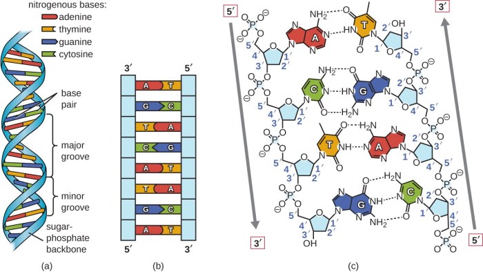 Replication transcription translation molecule stranded pairing helix answers complementary undergoes