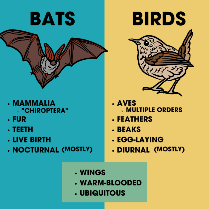 Amazing migrations butterflies bats and birds