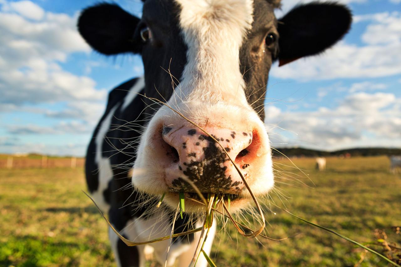 In our simulation of herbivores feeding in a farm pasture