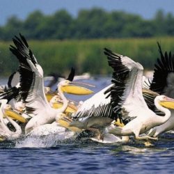 Amazing migrations butterflies bats and birds