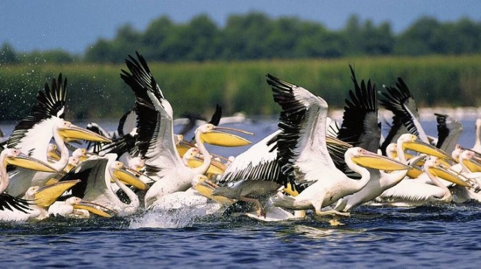 Amazing migrations butterflies bats and birds